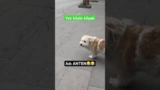 Bu köpek farklı adıda ANTEN😂 [upl. by Scarface503]