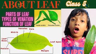 Leaf  Parts of Leaf Types of Venation and Leaf’s Function [upl. by Rehpitsirhc]