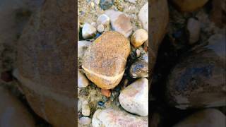 Amazing gold mix lake superior rocks agate gems stone youtubeshorts emeraldstones agatehunting [upl. by Atekihs]