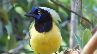 CANTO DE LA QUINQUINA  GREEN JAY [upl. by Larina]