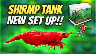 How to Set Up A Shrimp Tank [upl. by Auof]