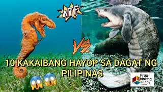 10 Kakaibang Hayop sa Dagat ng Pilipinas  10 Strangest and weirdest sea animals in the Philippines [upl. by Nelyt]