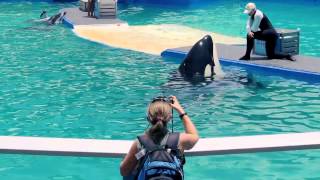 Dr Visser speaks about Lolita the orca [upl. by Ecahc]