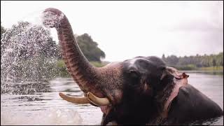 Elephant on River Video [upl. by Arobed460]