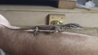 2 month old ackie monitor [upl. by Eednyl]