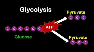 Glycolysis MADE EASY [upl. by Bijan]