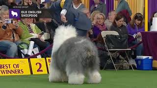 Old English Sheepdogs  Breed Judging 2019 [upl. by Ardnassac]