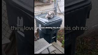 kitter becomes a garbage cat cat kitter garbagecat britishshorthair reels funny [upl. by Nivra180]