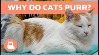 Why Do Cats PURR 😻 Everything You Need to Know [upl. by Yrohcaz580]