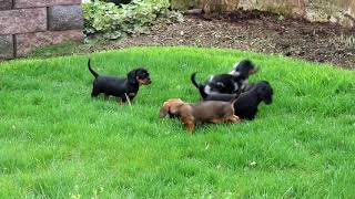 Mini Dachshund Puppies for Sale [upl. by Senga]