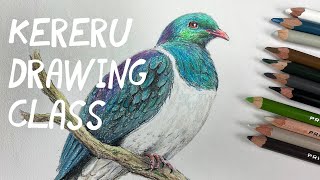 Colour pencil Kereru Drawing [upl. by Templeton]