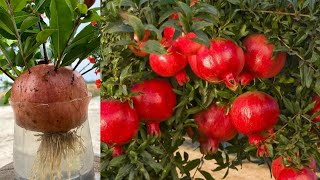 With New Technique How To Grow Pomegranate Trees By Pomegranate Using Plastic Bottle In Water [upl. by Nikolaus]