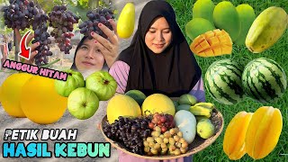 Panen buahbuahan dikebun  Bikin es kulkul dari buah segar [upl. by Pedersen]