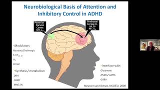 How Do Drugs for ADHD Work [upl. by Llevad]