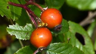 Dance of the Rose Hip Fruit Fly DIPTERA Tephritidae  Rhagoletis basiola and Hidden Onlooker [upl. by Sirronal646]