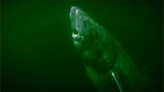 The 400 Year Old Greenland Shark Is Now The Oldest Vertebrate On Earth [upl. by Margy]