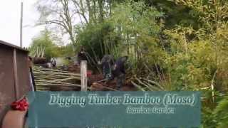 How to dig Timber Bamboo [upl. by Norry605]