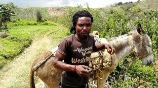 YOUNG YAM FARMER IN TRELAWNY JAMAICA FARMING YAM FROM THE AGE OF 13 YRS OLD FARMING YAM IN JAMAICA [upl. by Norraf723]