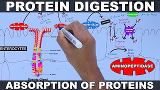 Digestion and Absorption of Proteins [upl. by Coit132]