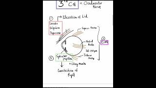 3rd Cranial Nerve  3 Actions and 3 Signs of Nerve Palsy Mustknow Shorts [upl. by Annohsed]