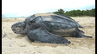 Facts The Leatherback Sea Turtle [upl. by Esenahs]