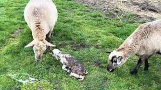 Katahdin sheep has triplets Birthing video  lambing [upl. by Anayad395]