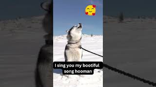 Siberian Husky Howling Siberian Husky Howling Like Crazy  Make your Dog Howl Funny Dog Videos😂😍 [upl. by Heyde335]