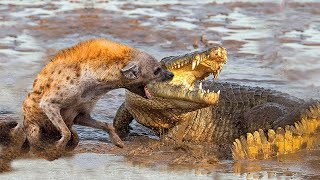 Sad Ending For Crocodile When Foolishly Attacking Hyena To Steal Prey [upl. by Johnny]