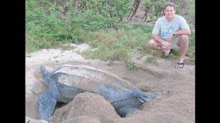 Leatherback Turtles Dive For Jellyfish [upl. by Keifer284]