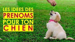 Les prenoms de chiens  comment nommer son chien en S 2021 60 [upl. by Peonir365]