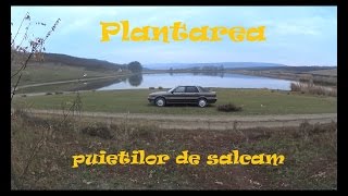 Plantarea puietilor de salcamPartea I [upl. by Barlow]