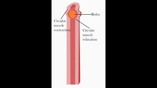 Peristalsis [upl. by Festa]
