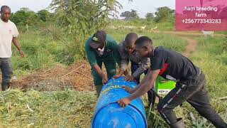 How to make maize and surface silage by hamiisi semanda 256773343283 [upl. by Dwayne]