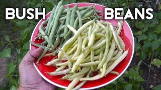 Bush Beans  Top Crop Tendergreen Improved amp Yellow Wax Beans [upl. by Ahmad847]