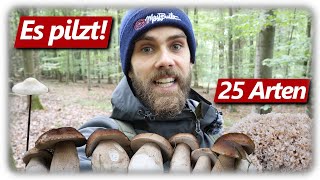 Pilze ohne Ende  Steinpilze Krause Glucke amp mehr  25 Arten im Wald [upl. by Barina454]