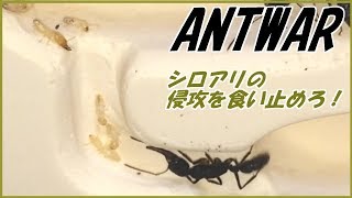 蟻戦争Ⅱ＃28 アリの巣にシロアリが侵入！～クワガタアリの防衛システム～編～Termites invade the ants nest～ [upl. by Ahtinak]