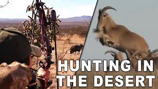 Wild Aoudad Sheep and Javelina Hunt in West Texas [upl. by Lyrem85]