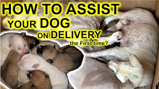 How to assist your Dog during Whelping  the delivery process [upl. by Violeta]