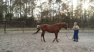 quotFinnquot Was Working In The Round Pen On Rope Whip amp Flag DeSensitization February 28 2024 [upl. by Torre]