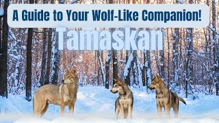 🐺 Tamaskan Unleashed A Complete Guide to Your WolfLike Companion 🌲🐾 [upl. by Godrich]