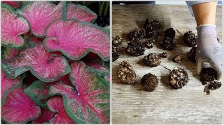 How to Dig and Store Caladiums 🌿 Garden Answer [upl. by Attaymik]