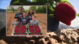 Poteet Strawberry Festival kicks off  How did the crops turn out this year [upl. by Aitsirhc734]