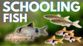 Top 7 Schooling Fish for Your Aquarium [upl. by Itraa]