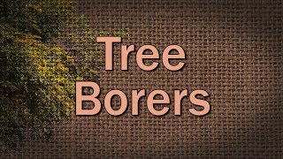 Tree Borers – Family Plot [upl. by Mandel]