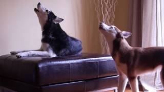 2 TALKING DOGS ARGUE BY HOWLING ORIGINAL [upl. by Flory]