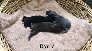 Holland Lop Baby Bunnies Day 136 [upl. by Karp]