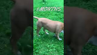 American Staffordshire Terrier  From Puppy to Dog Transformation From 6 Weeks to 1 Year [upl. by Agnella]