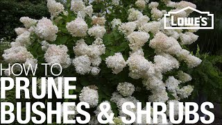 How to Prune Trim amp Shape Your Bushes amp Shrubs [upl. by Naitsirk]