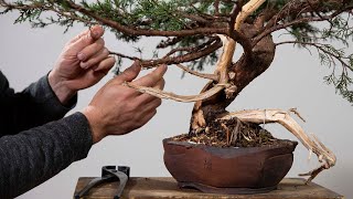 Making Bonsai from Complicated Beuvronensis Pine Material [upl. by Nahtnamas]