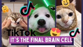 Final Brain Cell Song Funny TikTok Animals  TikTok Dogs and Cats [upl. by Henderson]